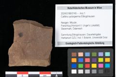 Foto (Objekt + Etikett) von Callitris cyclosperma Ettingshausen (NHMW-GEO-2024-0188-0145)